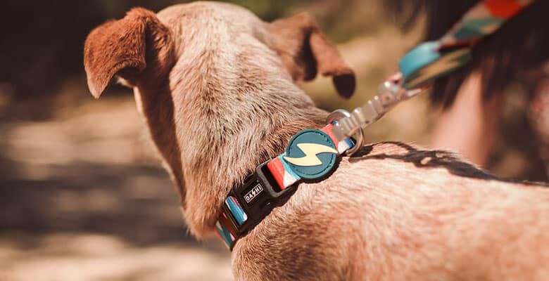 Collar Mojo para perros Grande, , large Imagen numero 2